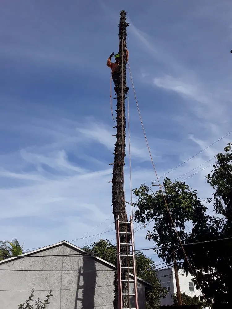 Affordable residential landscaping for residential properties across Norwalk, CA - Top Unit Tree Service