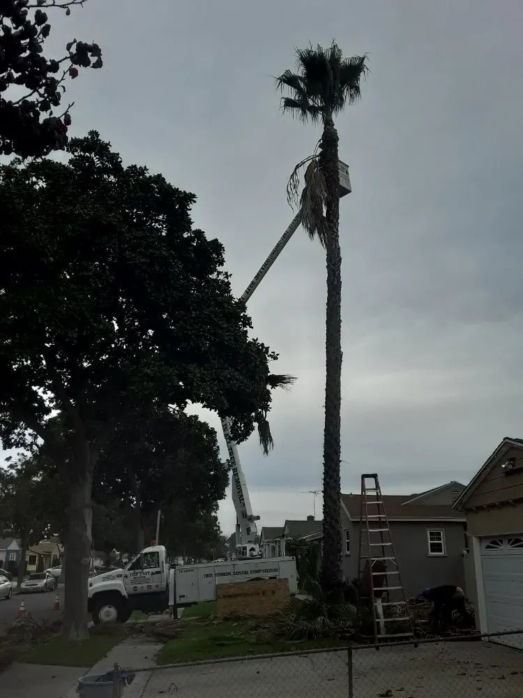 Reliable yard maintenance for beautiful yards across Norwalk, CA - Top Unit Tree Service