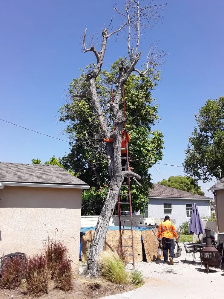 Expert yard maintenance experts serving Norwalk, CA - Top Unit Tree Service