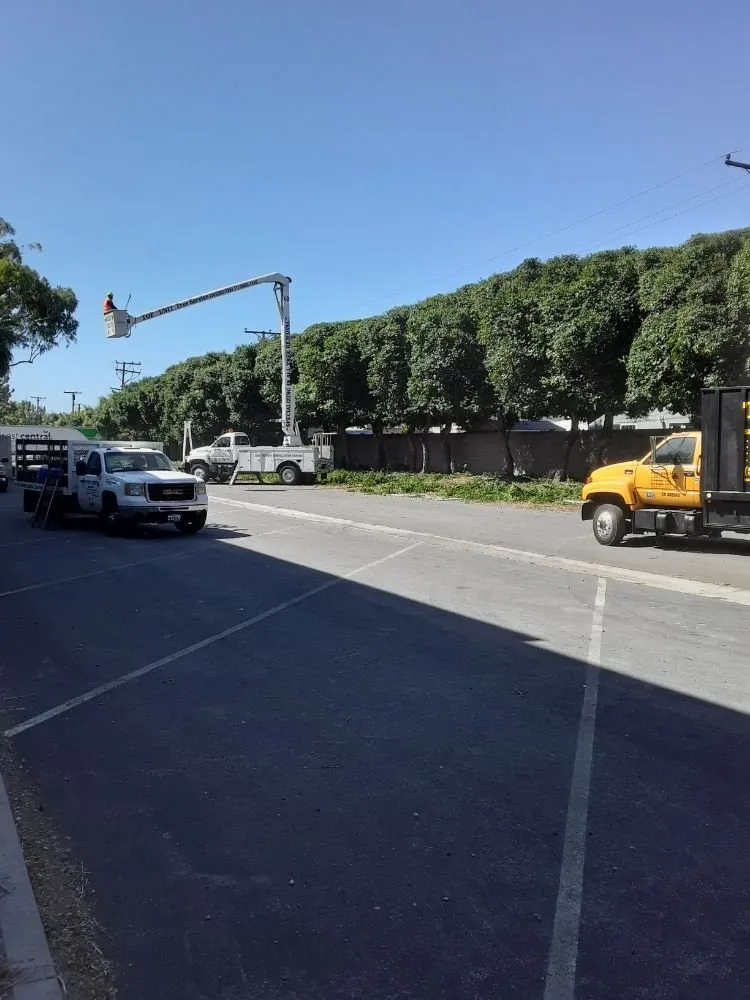 Professional landscape design with custom design across Norwalk, CA - Top Unit Tree Service