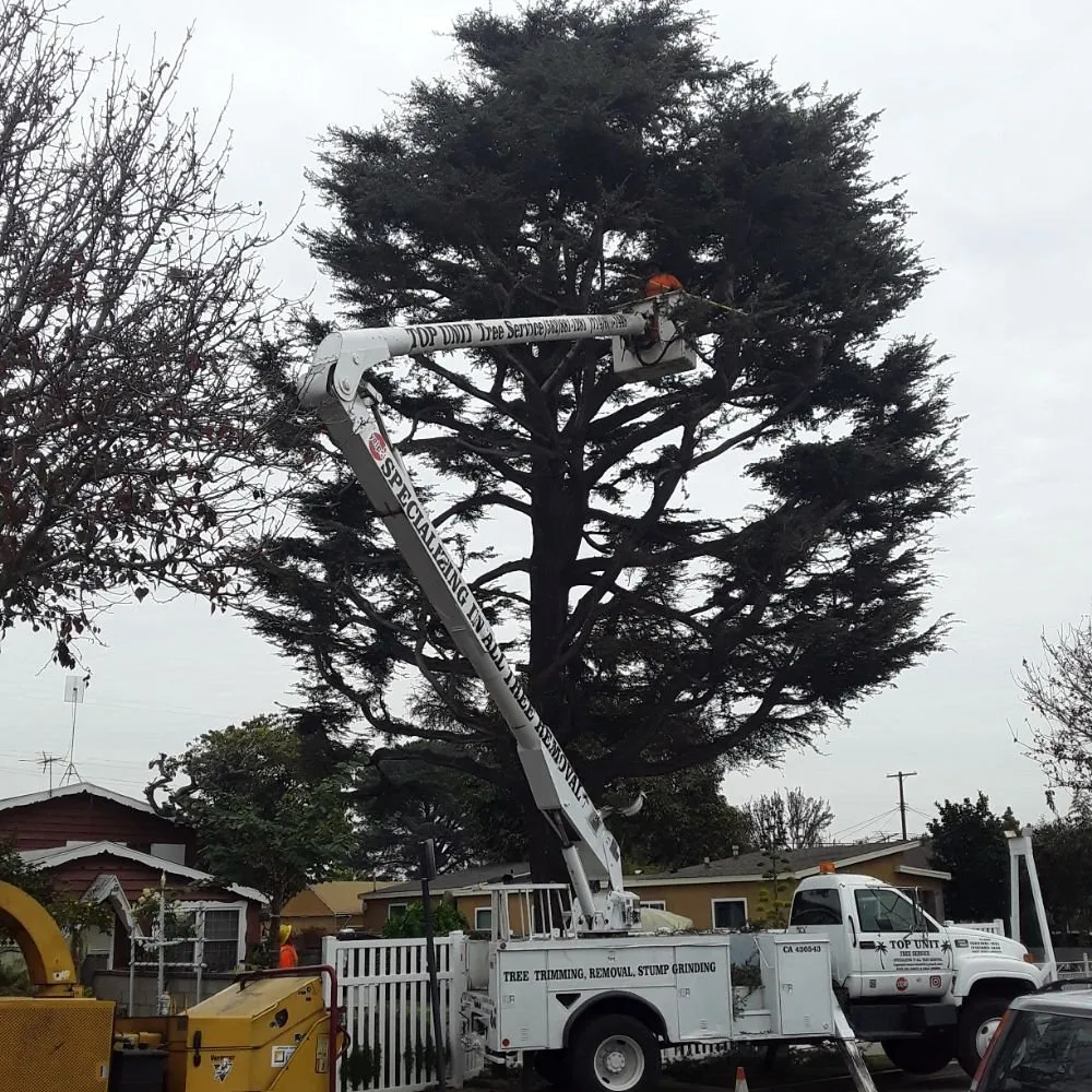 Custom outdoor landscaping experts serving Norwalk, CA - Top Unit Tree Service