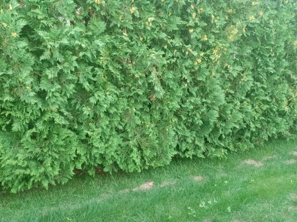 Affordable garden landscaping with custom design in Holyoke, MA by Topdog All Landscaping Services