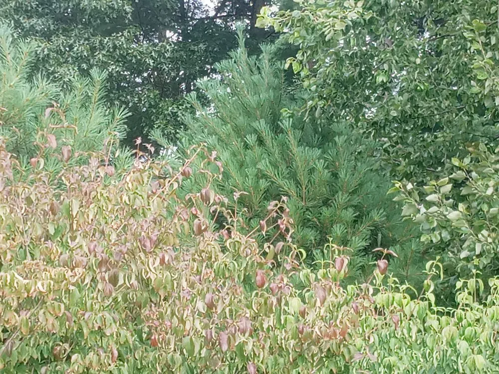 Expert yard maintenance experts serving Holyoke, MA - Topdog All Landscaping Services