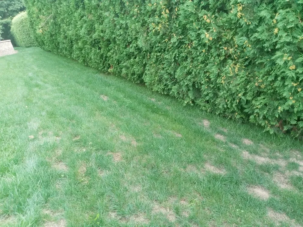 Professional landscape design near you across Holyoke, MA - Topdog All Landscaping Services