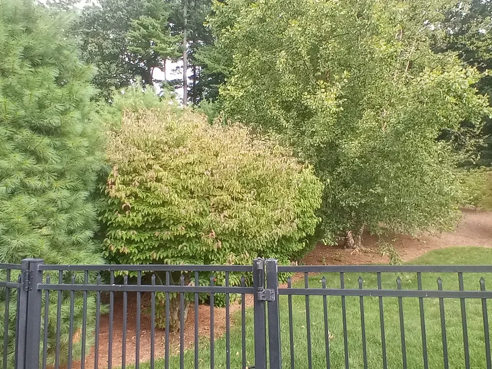 Trusted yard cleanup service for year-round maintenance across Holyoke, MA - Topdog All Landscaping Services