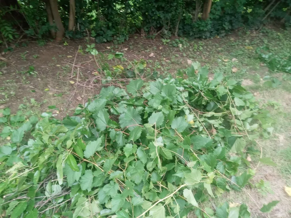 Custom garden landscaping for homes across Holyoke, MA - Topdog All Landscaping Services