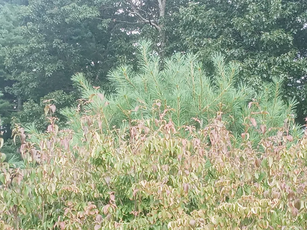 Trusted lawn care service experts serving Holyoke, MA - Topdog All Landscaping Services