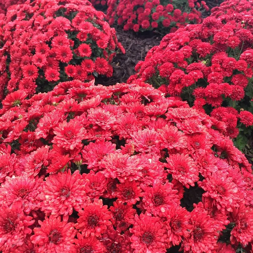 Custom yard maintenance in Topeka, KS by Topeka Landscape