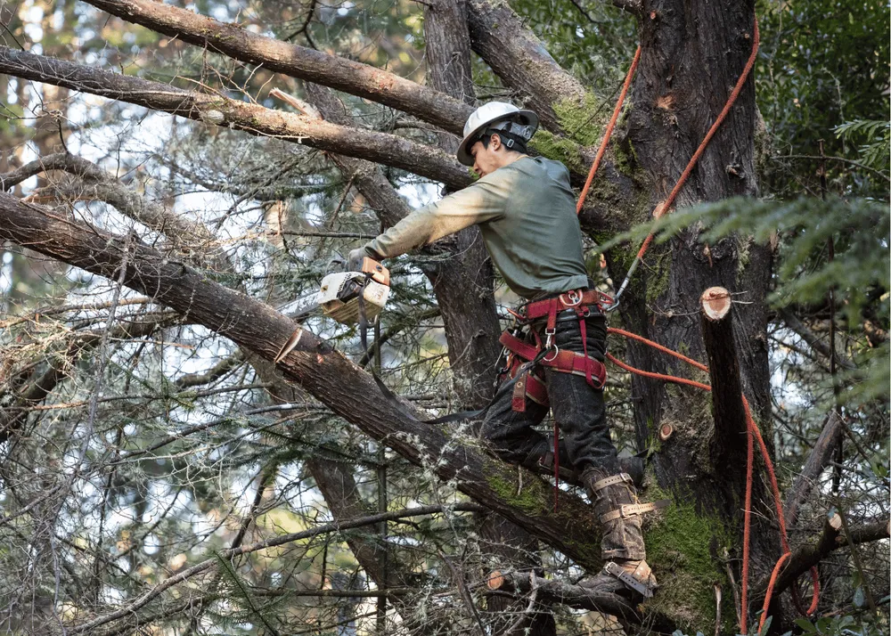 Custom outdoor landscaping in Topeka, KS by Topeka Tree Service