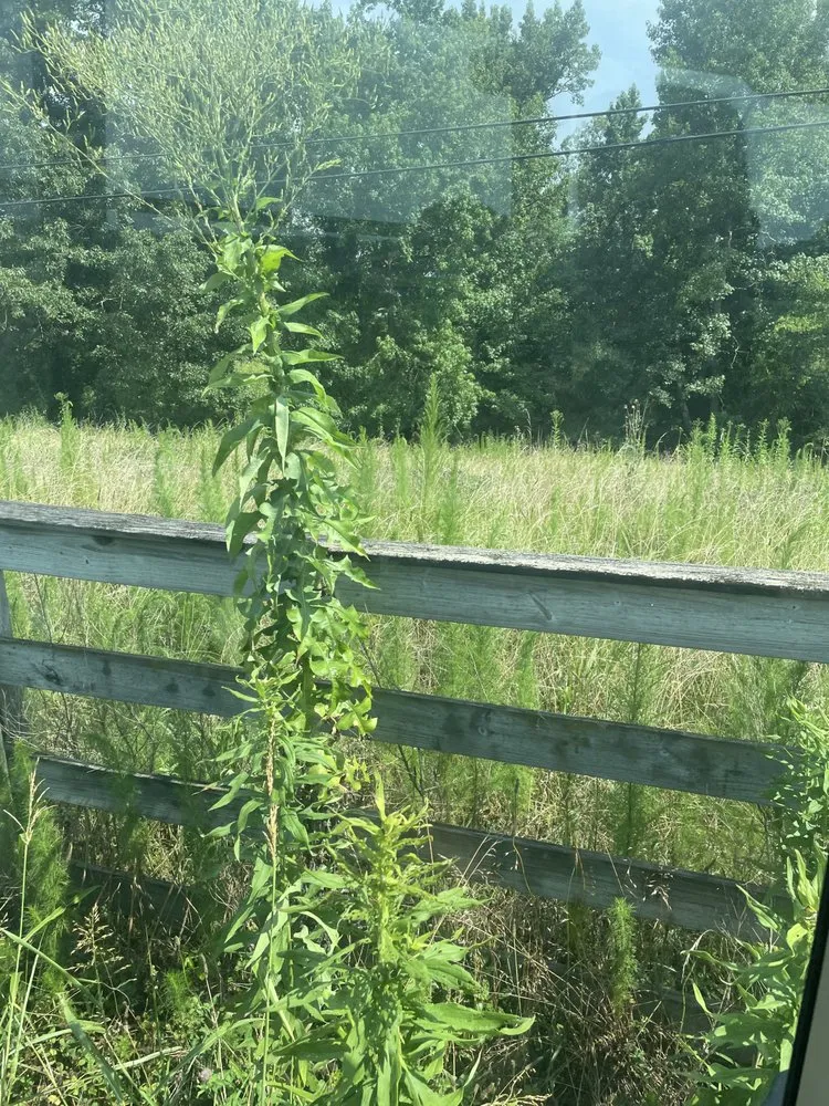 Custom outdoor landscaping for year-round maintenance across Huntsville, AL - TopGrade Excavation