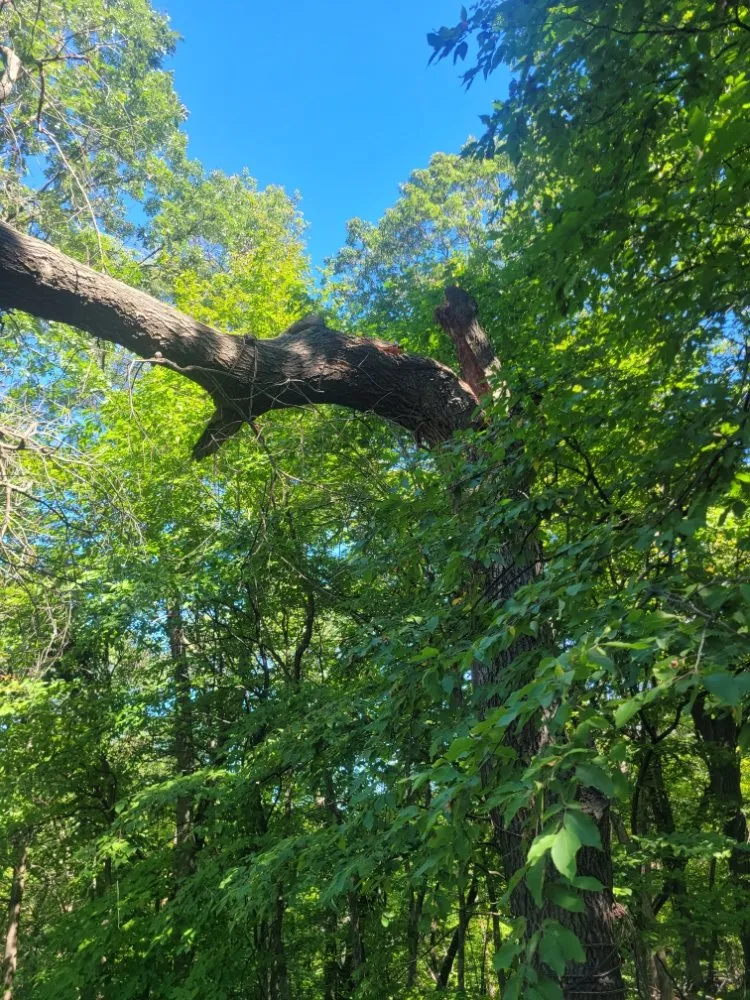 Local residential landscaping for beautiful yards across Saint Cloud, MN - Topher's Tree Trimming