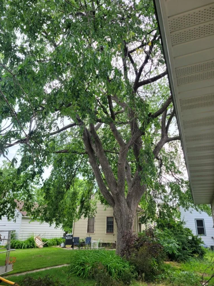 Affordable lawn care service for residential properties in Saint Cloud, MN by Topher's Tree Trimming