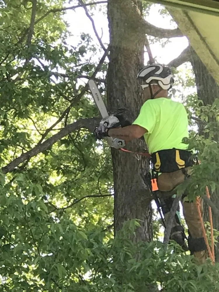 Custom yard cleanup service in Saint Cloud, MN by Topher's Tree Trimming