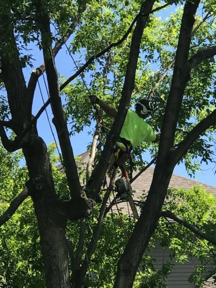 Top-rated lawn care service with custom design in Saint Cloud, MN by Topher's Tree Trimming