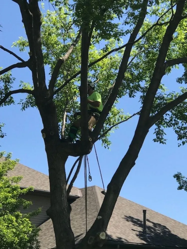 Local landscape installation in Saint Cloud, MN - Topher's Tree Trimming