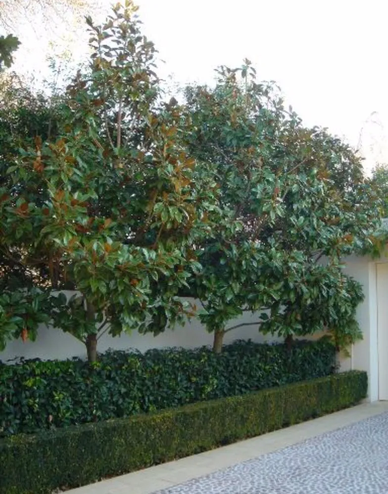 Affordable landscape installation for beautiful yards in Houston, TX by Topiary and Garden