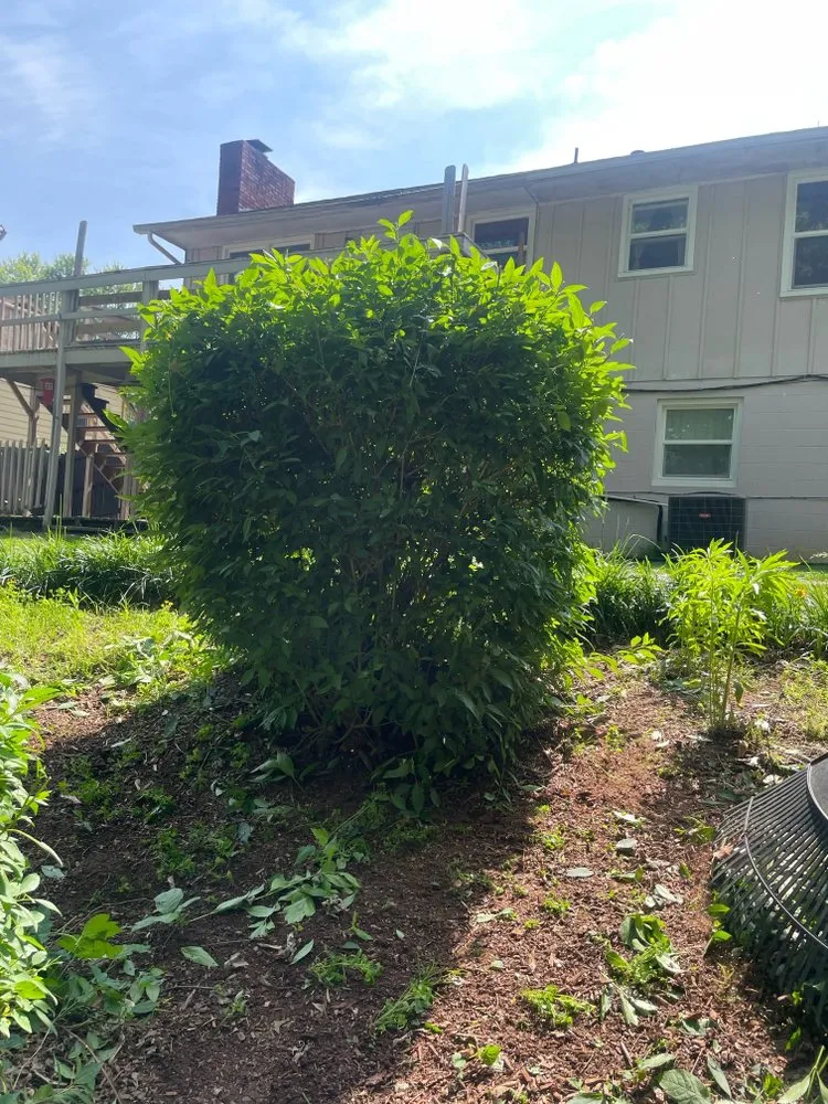 Top-rated yard cleanup service experts serving Asheville, NC - TopLine