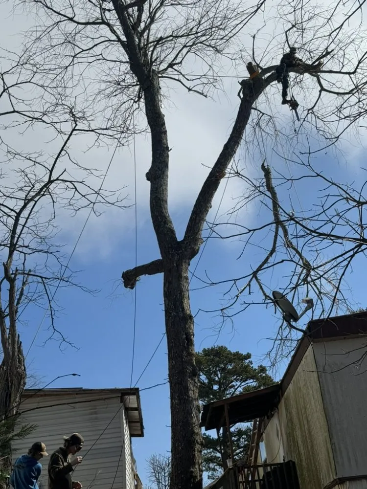 Top-rated residential landscaping for year-round maintenance in Asheville, NC by TopLine