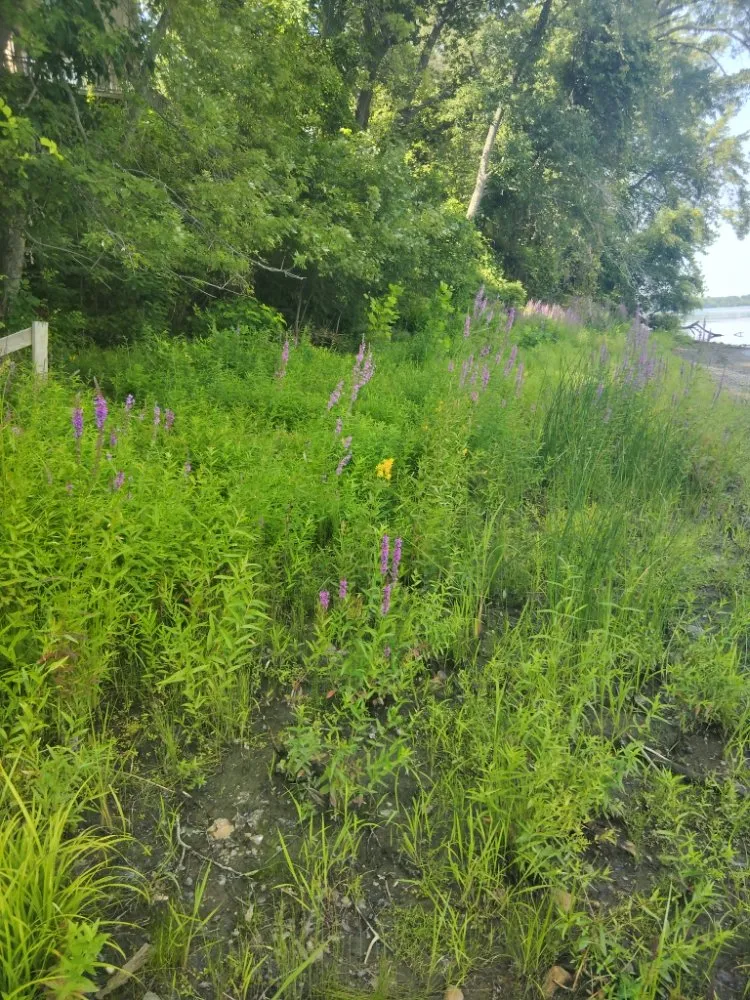 Custom yard maintenance for year-round maintenance across Enfield, CT - TopLine Landscaping