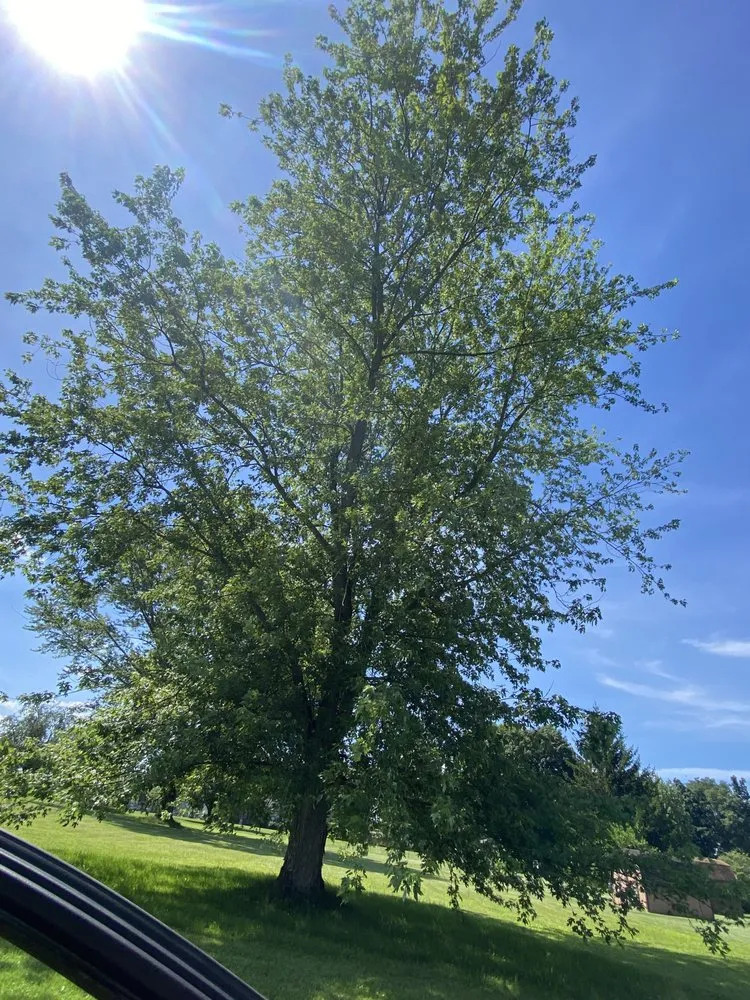 Expert outdoor landscaping in Springfield, OH by Topline Tree Service