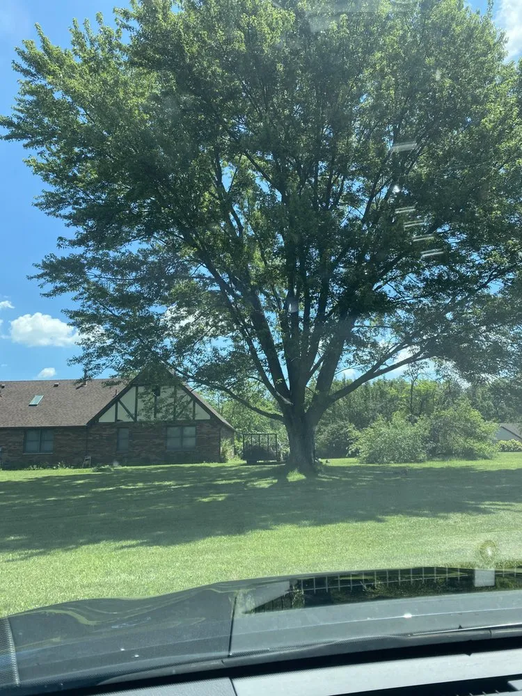 Local yard cleanup service in Springfield, OH - Topline Tree Service