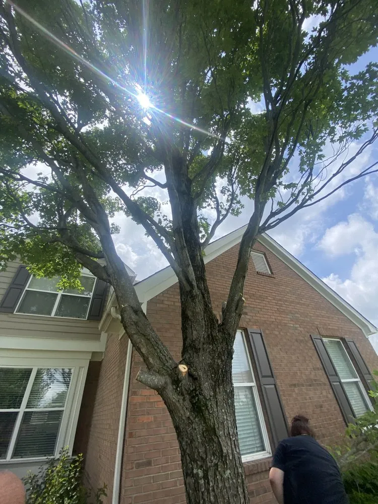 Custom yard cleanup service experts serving Springfield, OH - Topline Tree Service