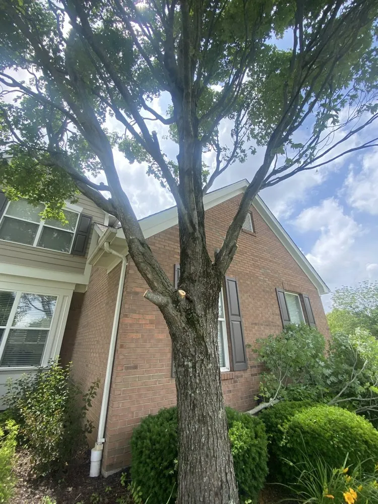 Local yard maintenance in Springfield, OH - Topline Tree Service