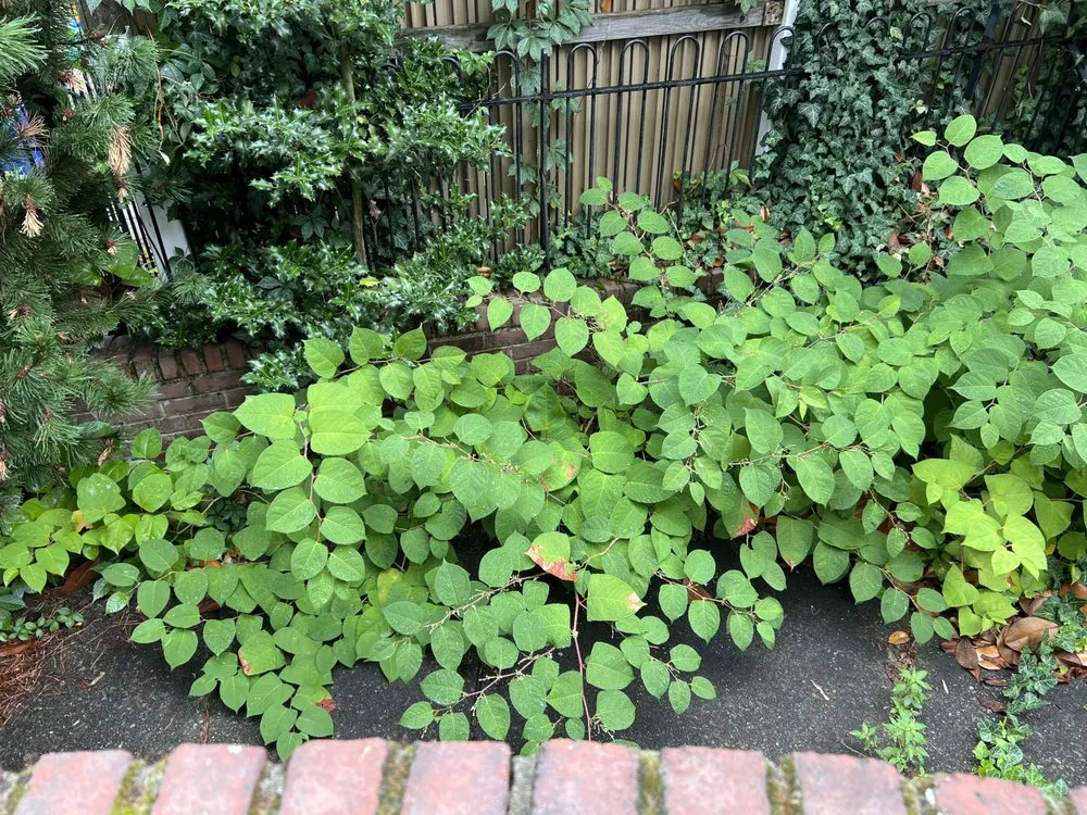 Trusted outdoor landscaping for year-round maintenance in Philadelphia, PA by topnotch