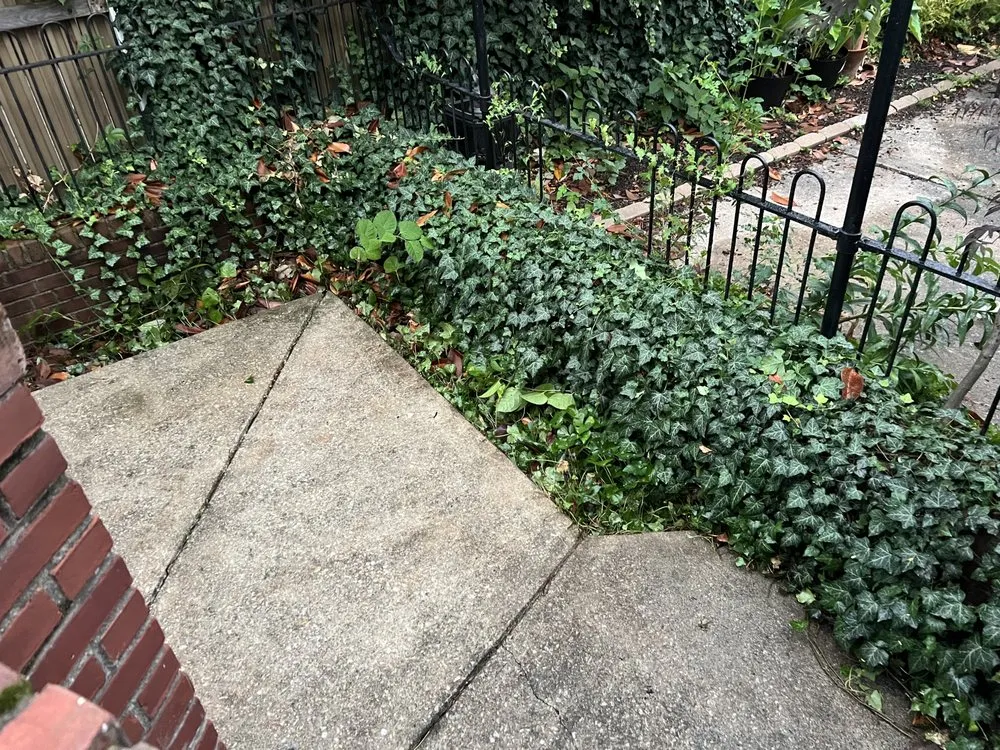 Professional landscape design in Philadelphia, PA by topnotch