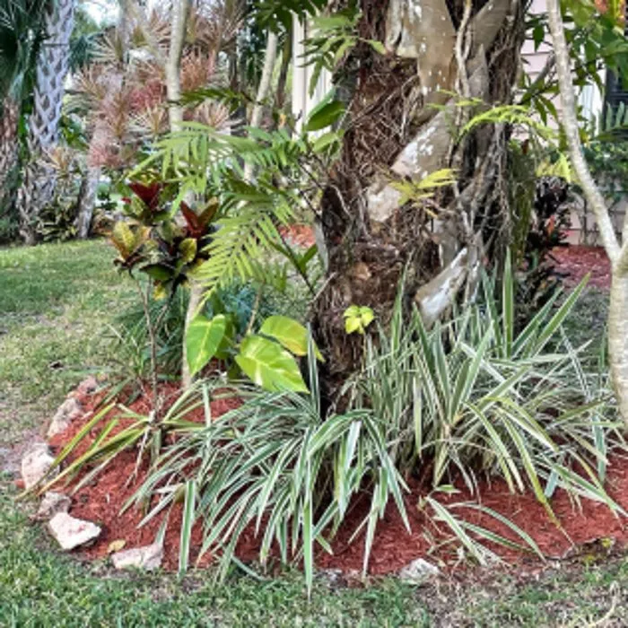 Custom yard cleanup service experts serving Melbourne, FL - Tops Down Tree Service