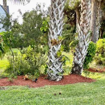 Tops Down Tree Service Logo