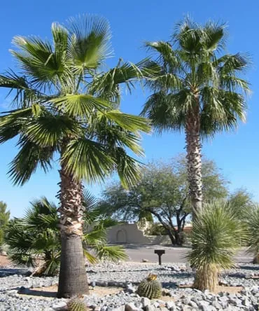Professional yard maintenance experts serving Tucson, AZ - Tops Tree Service