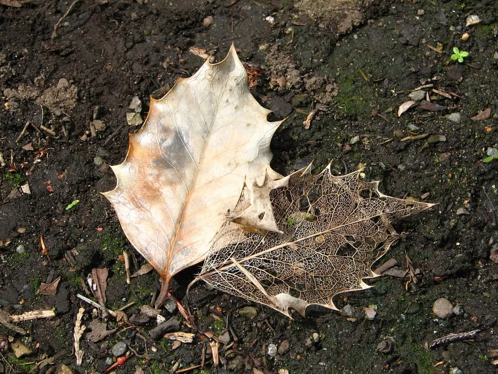 Top-rated outdoor landscaping for outdoor upgrades across Morganville, NJ - Topsoil Pros