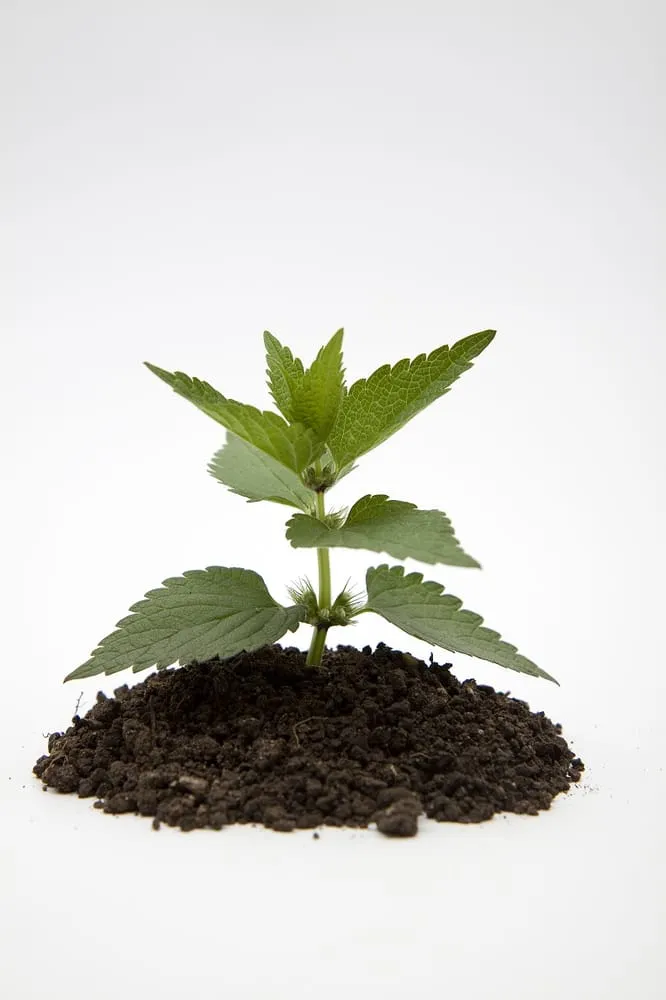 Local landscaping services for homes in Morganville, NJ by Topsoil Pros