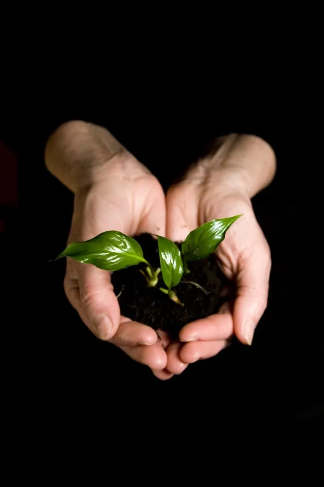 Expert garden landscaping in Morganville, NJ - Topsoil Pros