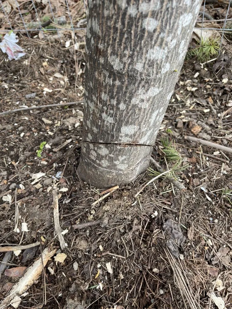 Reliable landscape design in Veradale, WA - Topwater Landscaping