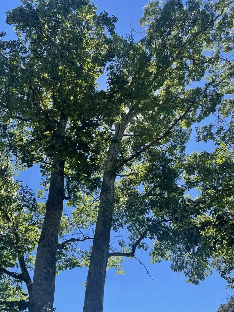 Custom lawn care service experts serving Bristol, TN - Topz Tree Service And Landscaping