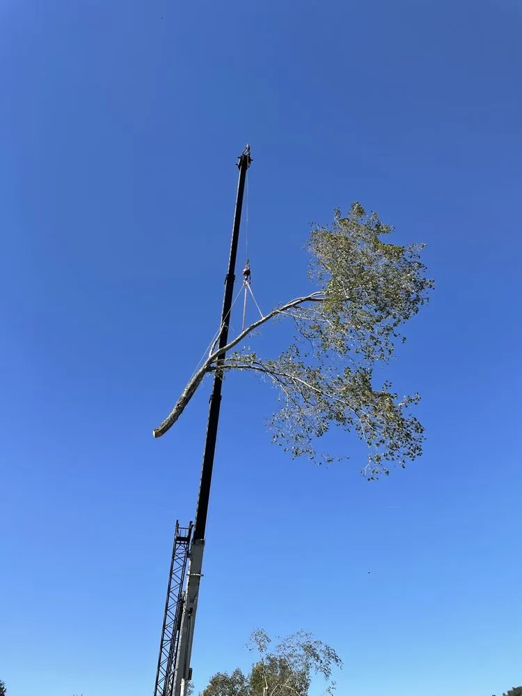 Custom landscape installation in Bristol, TN by Topz Tree Service And Landscaping