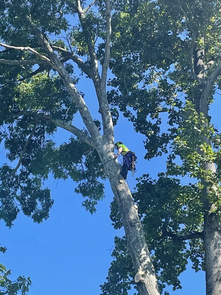 Local outdoor landscaping in Bristol, TN by Topz Tree Service And Landscaping