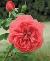 Local yard maintenance in Norwich, CT - Torillo's Landscaping