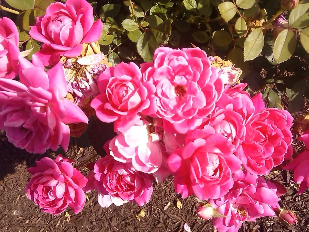 Local residential landscaping experts serving Norwich, CT - Torillo's Landscaping