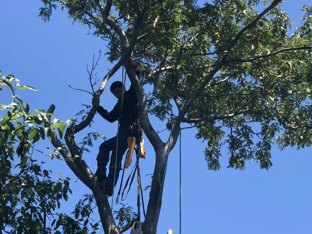 Top-rated yard cleanup service in Kansas City, KS by Tornado Lawn & Tree Service