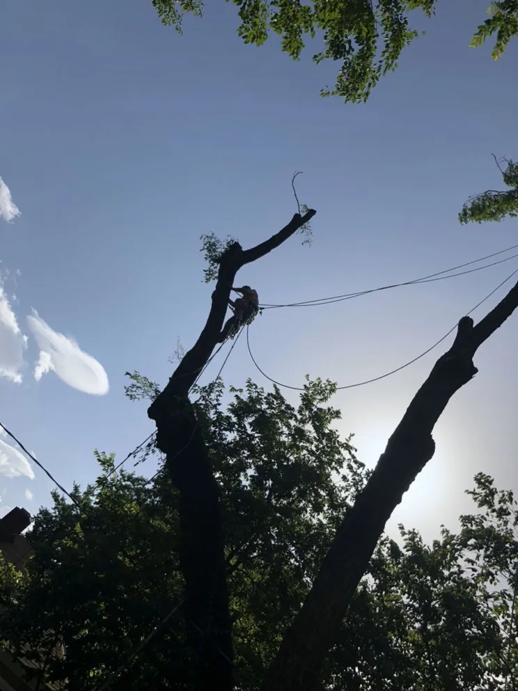 Professional landscape design in Kansas City, KS - Tornado Lawn & Tree Service