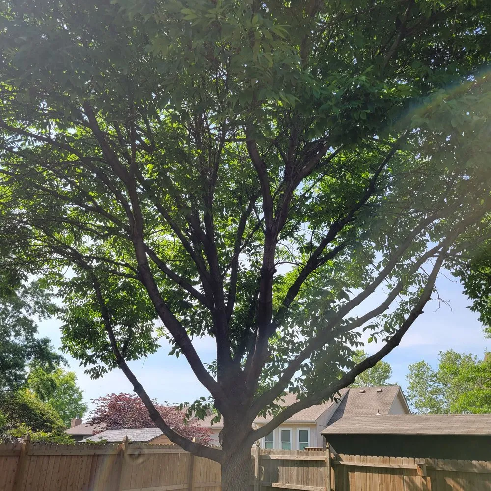 Expert landscape installation in Kansas City, KS by Tornado Lawn & Tree Service