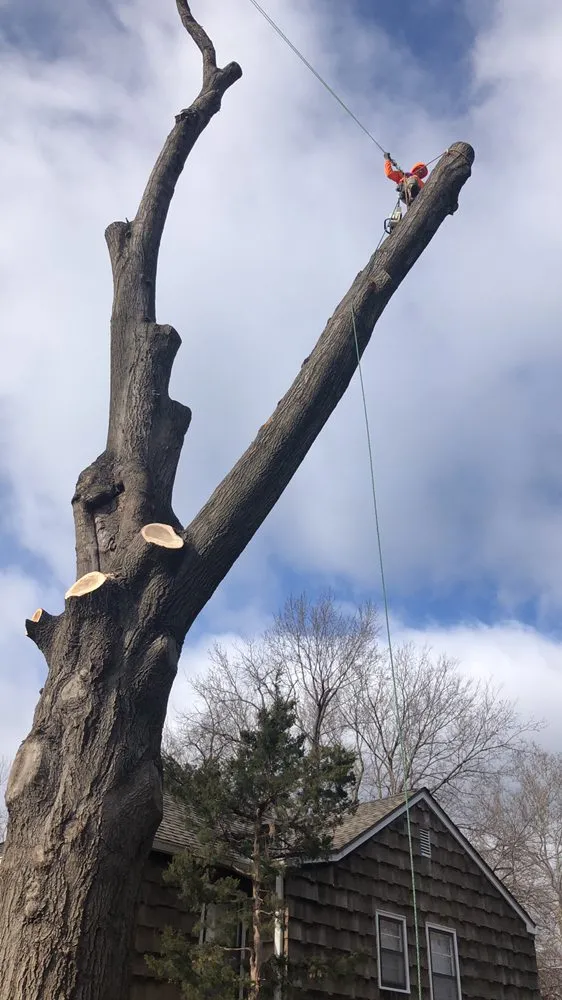 Trusted outdoor landscaping for year-round maintenance in Kansas City, KS by Tornado Lawn & Tree Service