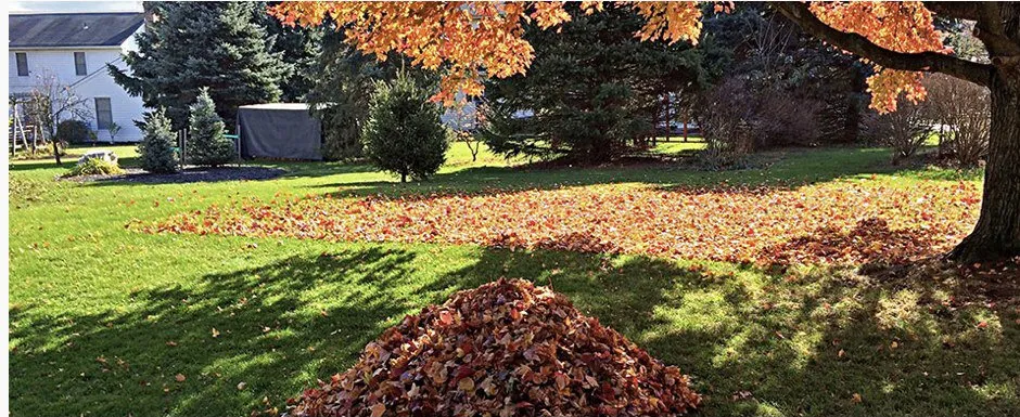 Reliable yard maintenance experts serving Salinas, CA - Toro Landscaping