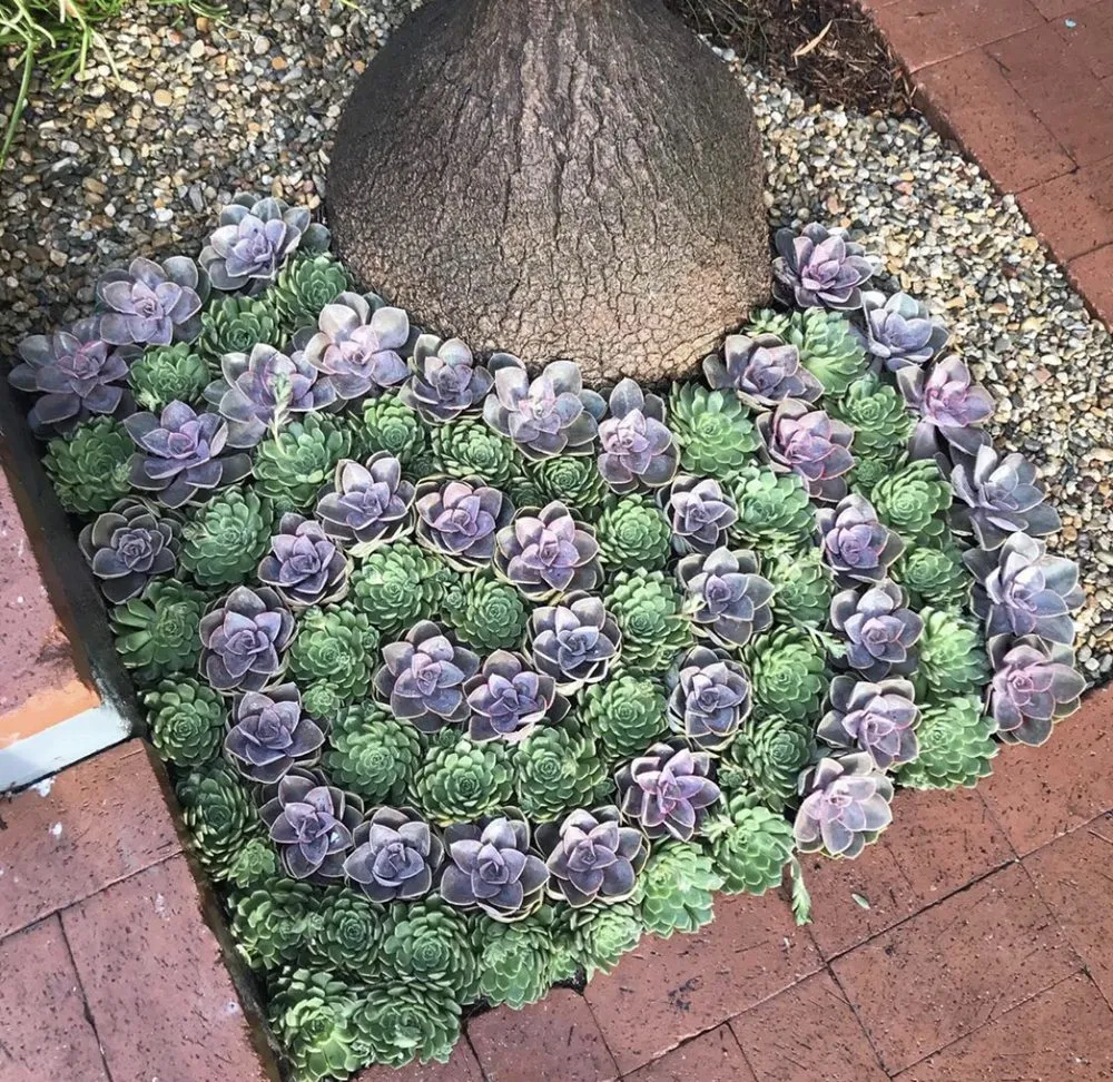 Professional garden landscaping experts serving Salinas, CA - Toro Landscaping