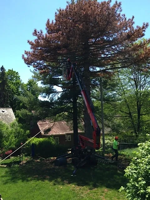 Reliable landscaping services for beautiful yards in Omaha, NE by Torpy Tree Service