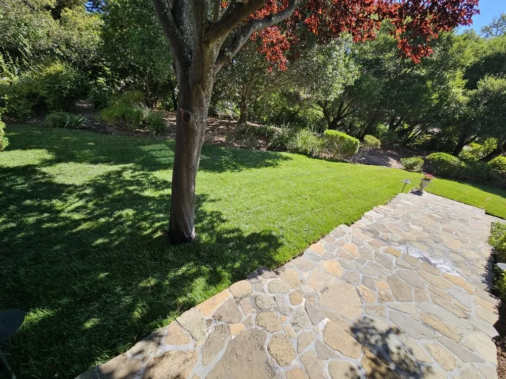 Professional lawn care service experts serving Bay Point, CA - Torres & Co