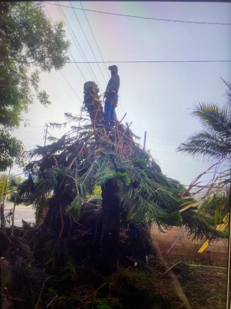 Reliable landscape design near you across Compton, CA - Torres Landscaping